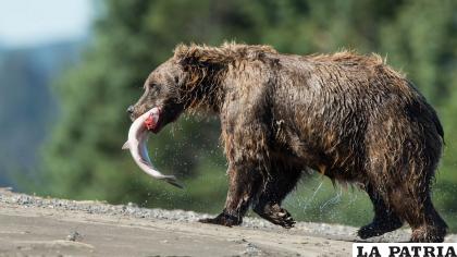 13- Oso pardo europeo
Oso pardo europeo: sus escasas poblaciones están aisladas entre sí, lo que no permite que se puedan relacionar y limita la posibilidad de que se reproduzcan
