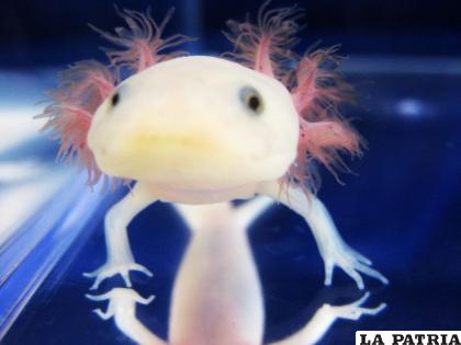 11- Ajolote
El ajolote, una especie típica de México, se encuentra en peligro crítico de extinción. El número de individuos ha descendido de forma drástica en los últimos años