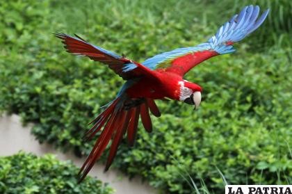 14- Guacamayo rojo
El guacamayo rojo está en peligro de extinción en libertad, pero aún en cautividad hay muchos ejemplares