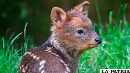 15- Pudú
El pudú se encuentra amenazado por la pérdida y fragmentación del hábitat, los atropellamientos en rutas, la depredación por perros, la caza ilegal y el impacto de especies exóticas invasoras