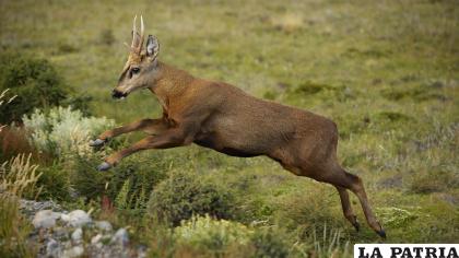 16- Huemul
El huemul habita la cordillera de los Andes en el área patagónica. Se estima que quedan solo alrededor de 1.500 individuos /Getty Images