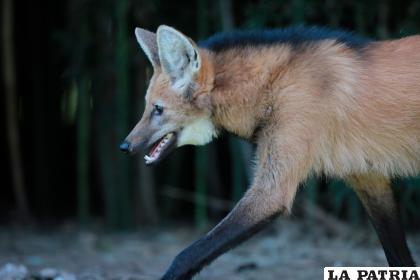 17- Aguará guazú
El aguará guazú se encuentra en peligro por la cacería, el atropellamiento en rutas, el mascotismo, la modificación y fragmentación de su hábitat, y el contagio de enfermedades por cánidos domésticos