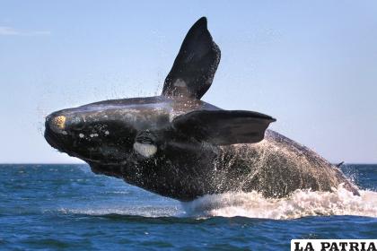 18- Ballena franca austral
La ballena franca austral ha sufrido la caza indiscriminada. Desde el siglo XIX, su población original se redujo hasta en un 90 %