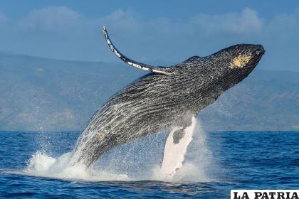 Las ballenas incrementaron su población la última década / Nat Geo