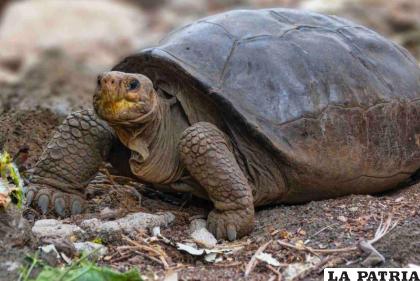 Se creía que este tipo de tortuga estaba extinta /RRSS