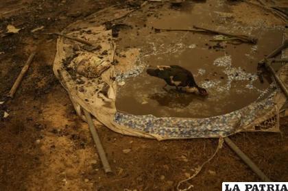 Un pato bebe agua de una piscina de plástico destruida en un incendio en Santa Juana, Chile /AP Foto /Matias Delacroix