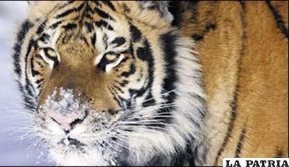 Sólo unos 14 ejemplares podrían garantizar la salud genética del tigre de Amur o siberiano, el mayor felino del mundo, según un estudio científico.