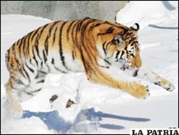 Tigre de Amur o siberiano: una rareza.