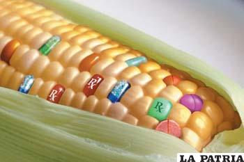 Alimentos genéticamente modificados serán estudiados para medir su impacto ambiental