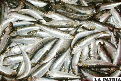 Los científicos atribuyen en forma preliminar a la falta de oxígeno la muerte de sardinas en California