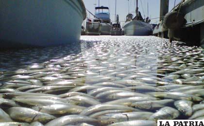 Millones de peces muertos cubren embarcadero en California