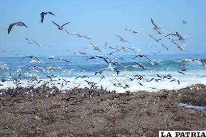 Una de las playas de Antofagasta, territorio boliviano arrebatado por Chile en 1883
