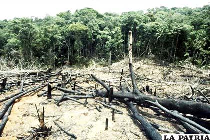 La deforestación de bosques se torna cada vez más preocupante en América Latina