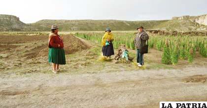 Comunarios de Quillacas (Oruro) denunciaron avasallamiento de su territorio por gente de Coroma (Potosí)