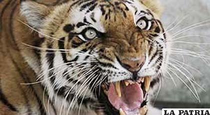 La cantidad de tigres en la india creció en un 20%