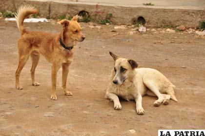 Perros callejeros, propensos a la rabia canina