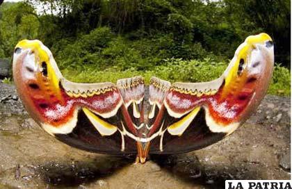 Atlas, la mariposa más grande del mundo, mide unos 25 centímetros