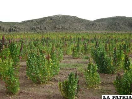 La quinua llamado también el “grano de oro” por sus excelentes cualidades alimenticias se produce en todas sus variedades en Oruro