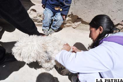 Propietarios de mascotas deben ser responsables con la vacunación y desparasitación de sus animales