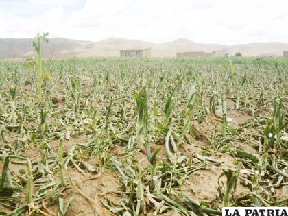 La producción agrícola es la más afectada por contingencias climáticas