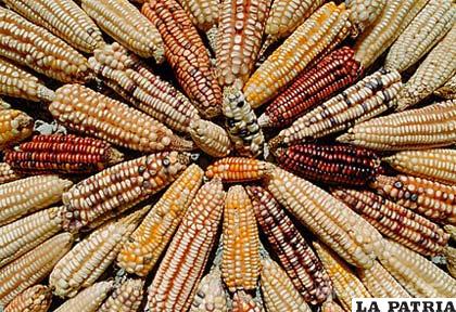 Continúa el debate sobre los cultivos transgénicos como el maíz