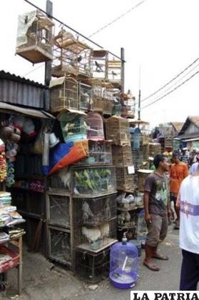 Mercado ilegal de animales de Jatinegara, en el este de Yakarta, donde cotidianamente se comercia con especies protegidas, a la vista de las propias autoridades indonesias
