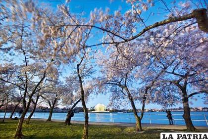 El Servicio de Parques Nacionales indicó que los cerezos estarán en su mejor momento del 24 al 31 de marzo, es decir en las fechas del Festival