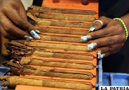 Una torcedora acomoda tripas de tabaco en una prensa, en la fábrica Laguito, que ha sido visitada por los asistentes al XIV Festival del Habano