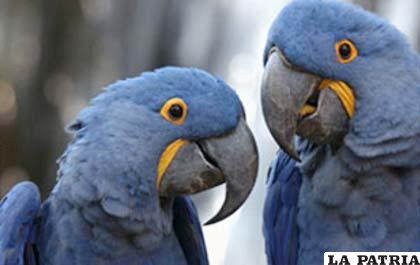 Especies que son protegidas por World Parrot Trust