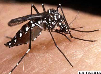 Mosquito transmisor del dengue /Archivo