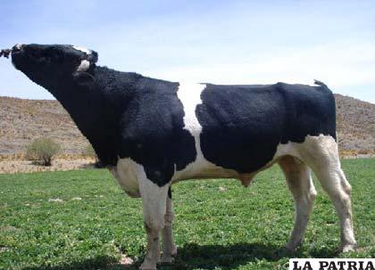 Toro Pachuco, donador de material genético de la raza Holstein