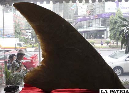 Una aleta real de tiburón se expone en la vitrina de un restaurante en Bangkok, Tailandia