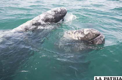 Estas ballenas, pueden medir entre nueve y quince metros de largo y pesar hasta 35 toneladas