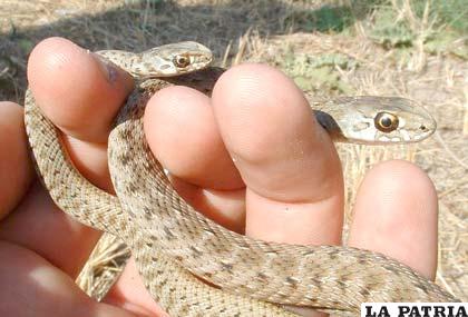 A nivel nacional se reportaron 740 casos de mordeduras de serpientes