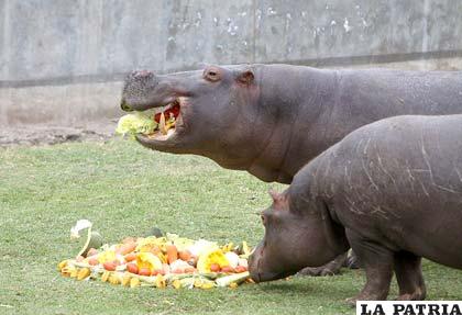 Hipopótamos, los animales que gozan de mayor popularidad en el zoo limeño