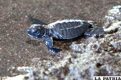 La playas de Florida albergan más nidos de tortugas que ninguna otra costa de EE.UU.