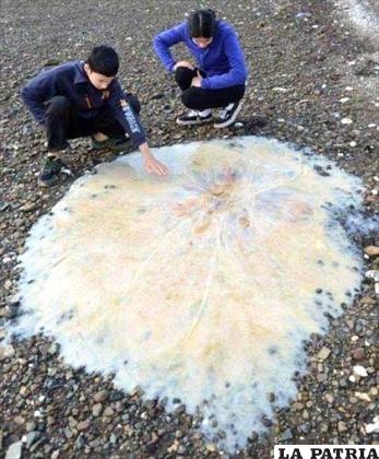 La nueva especie de medusa gigante de 1,5 metros de diámetro