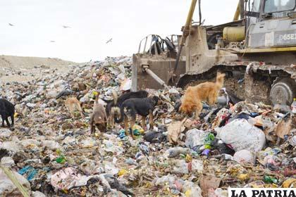 Perros del botadero son un peligro para la ciudadanía