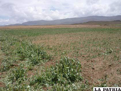 Contingencias climáticas afectaron a 1.000 hectáreas de sembradíos