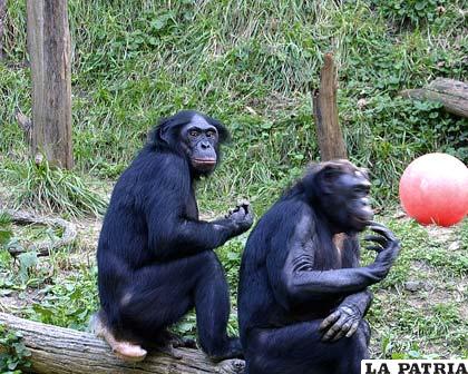 Los chimpancés, uno de los mamíferos más inteligentes