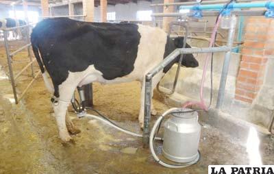 Cadea produce alrededor de 5.500 litros mensuales