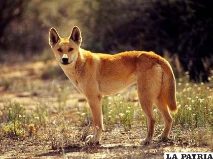El dingo “primo” cercano del lobo