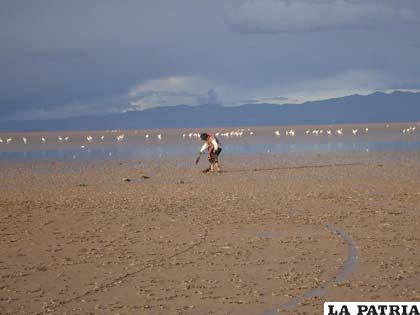 Lago Poopó corre el riesgo de secarse por bajo nivel de agua