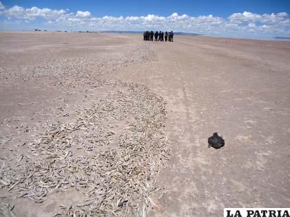 Peces y aves muertas en orillas del lago Poopó