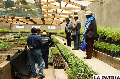 En viveros de la Gobernación aumenta producción de plantines