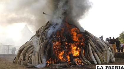 Cada año mueren 25.000 elefantes a consecuencia de la caza furtiva