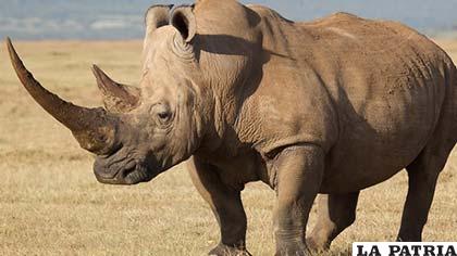 El rinoceronte es prácticamente intratable