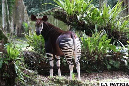 El okapi es el pariente vivo más próximo a la jirafa