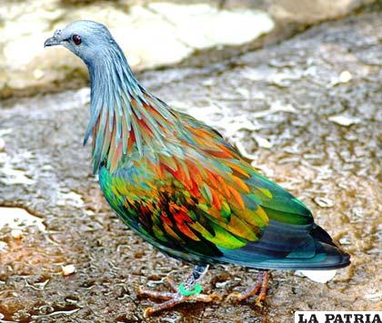 Una paloma multicolor