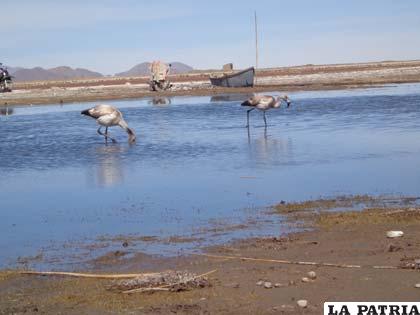 Según estudios las aguas del lago Poopó, contienen arsénico, plomo, 
cadmio y zinc